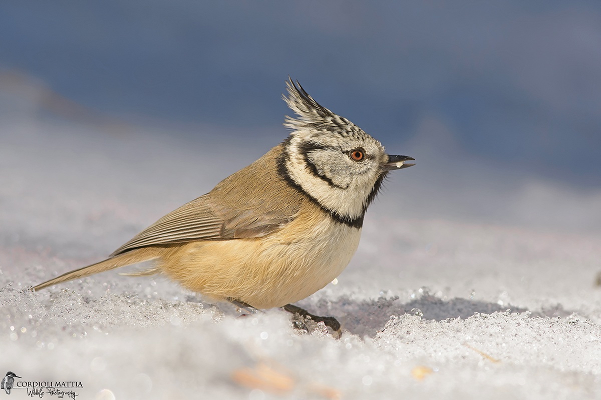 Crested Tit...