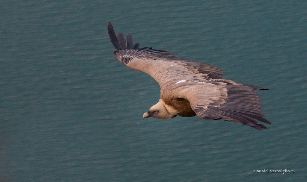 Grffon Vulture in flight...