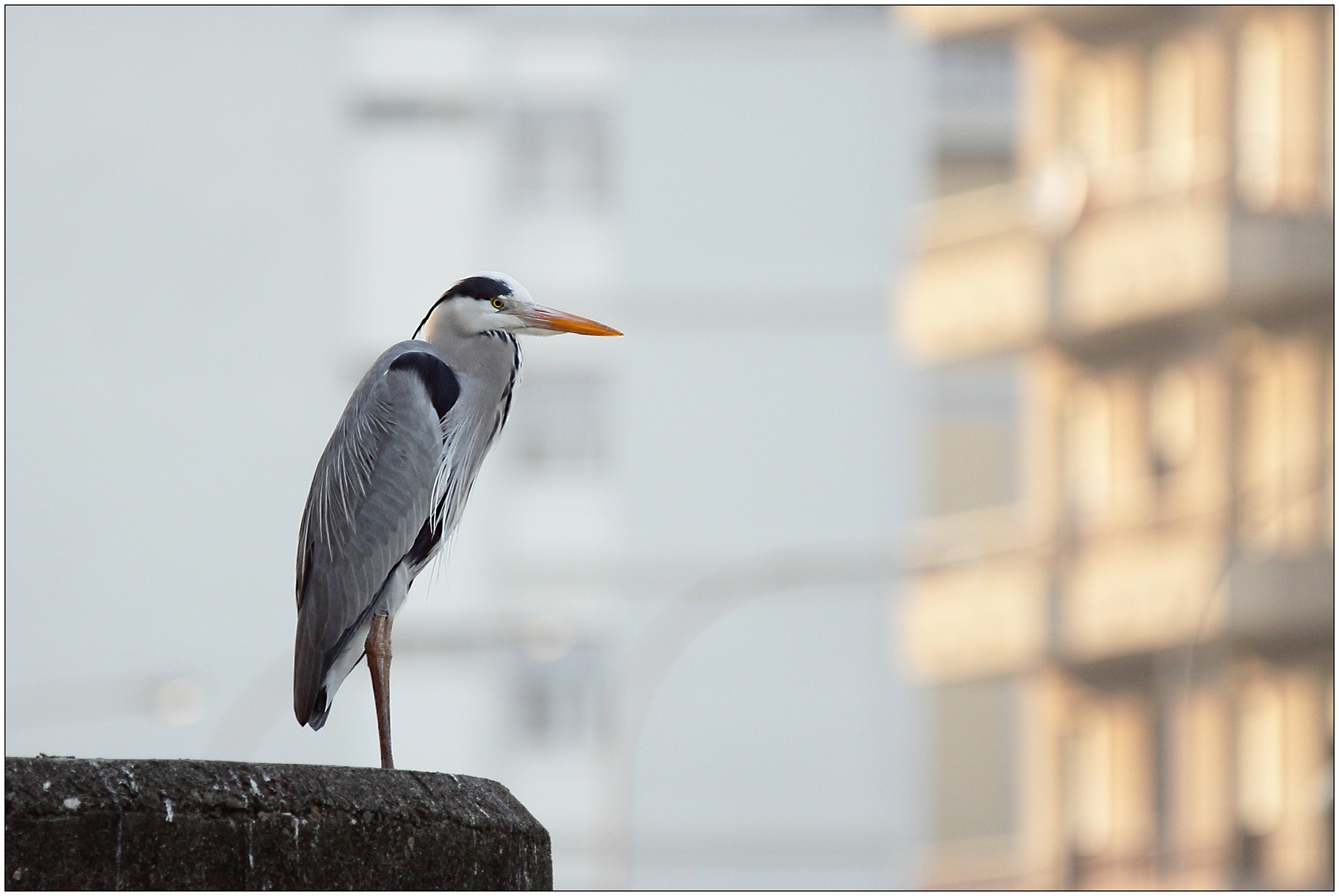 urban gray heron .......