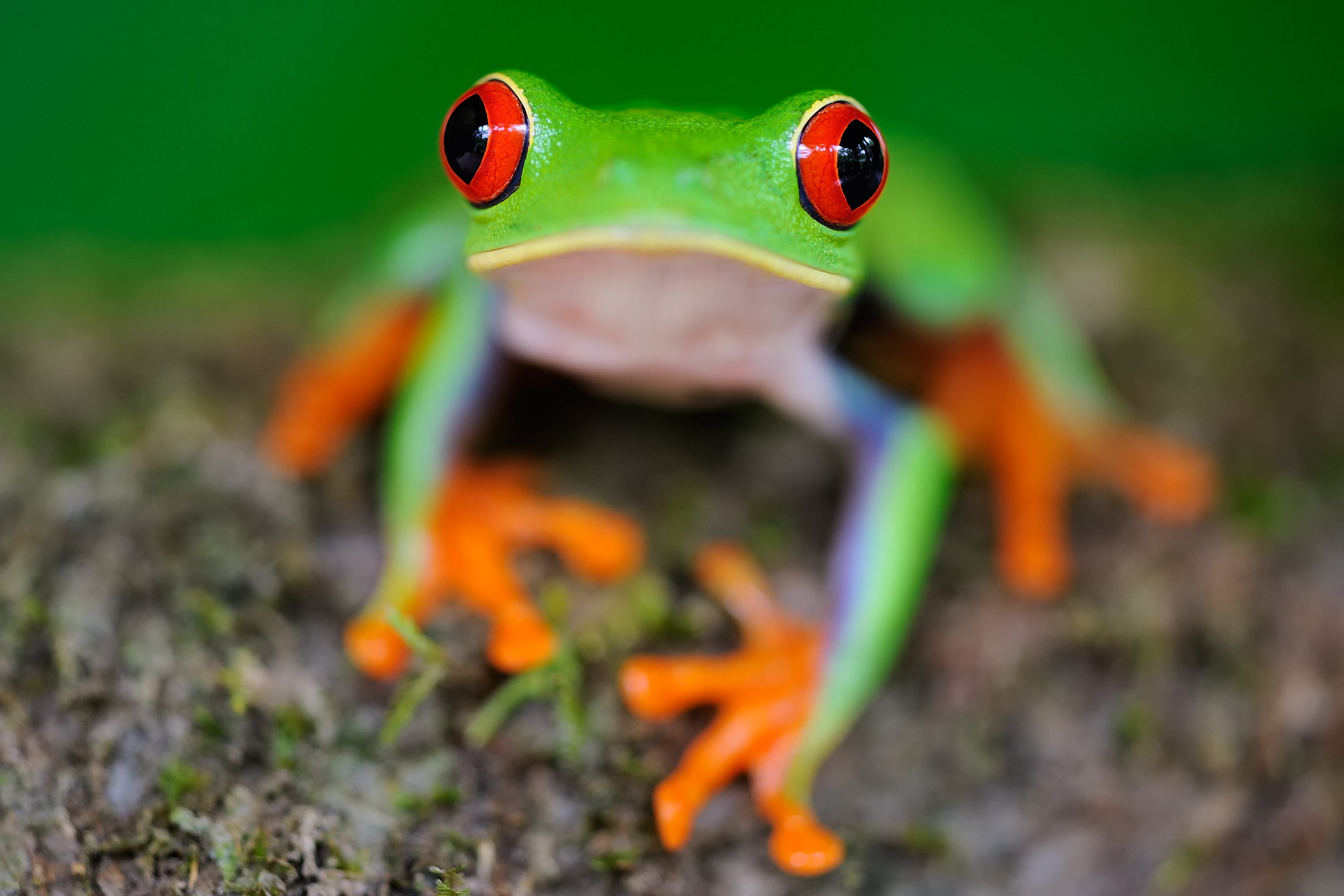 What are you looking at? (Frog with red eyes)...
