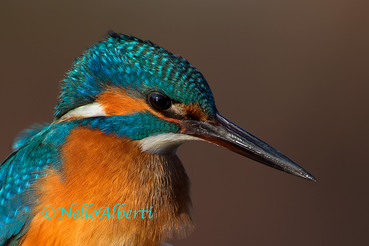 Kingfisher, clipping...