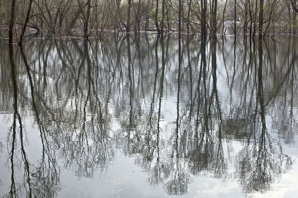 The flooded forest...