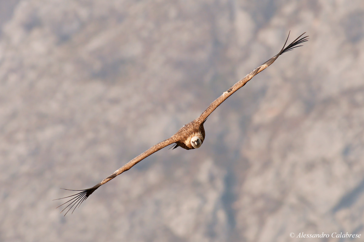 Griffon vulture in flight front...