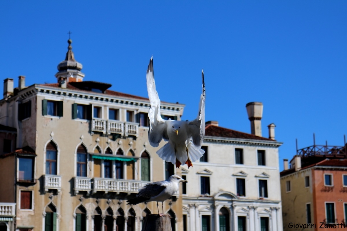 Seagull in Venice...
