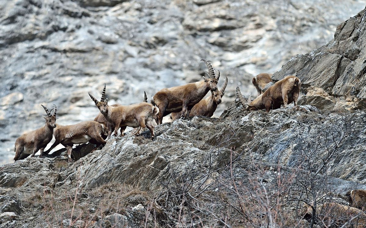 group of ibex...
