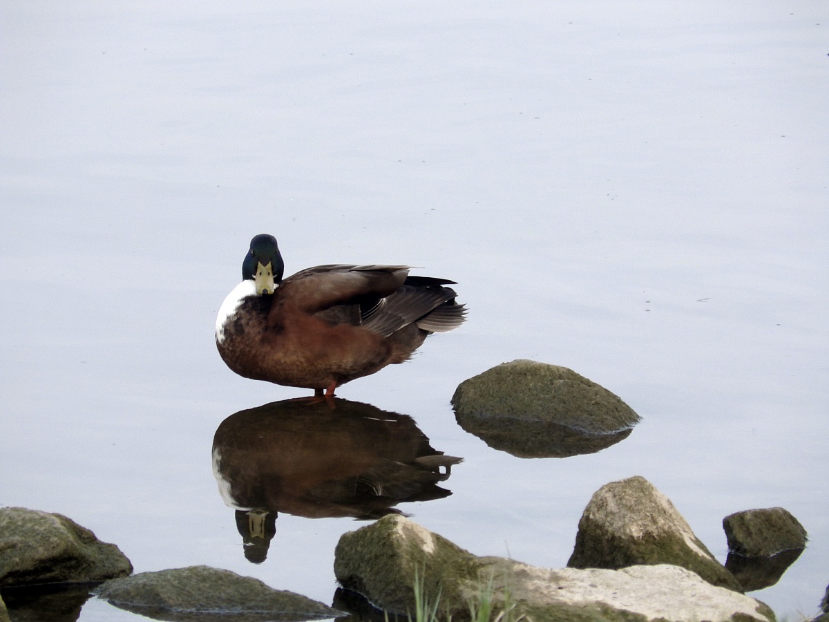 Posing in the water...