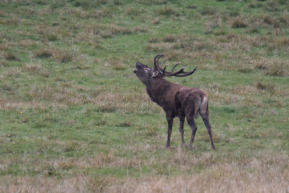 Deer in rut...
