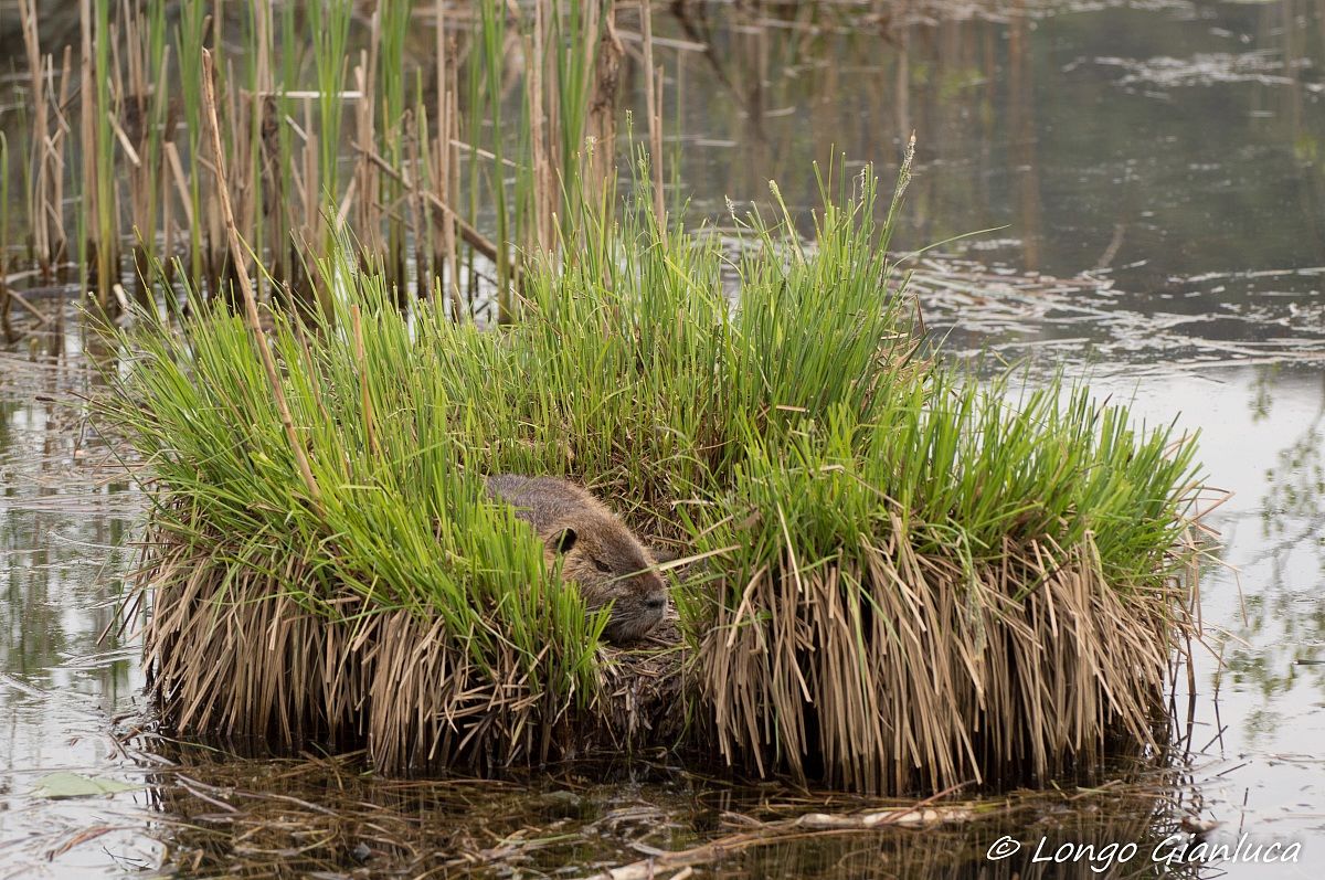 Nutria in relaxation...