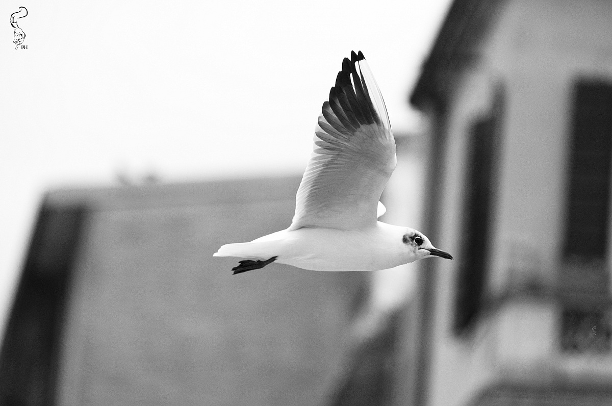 The Flight of the Seagull...