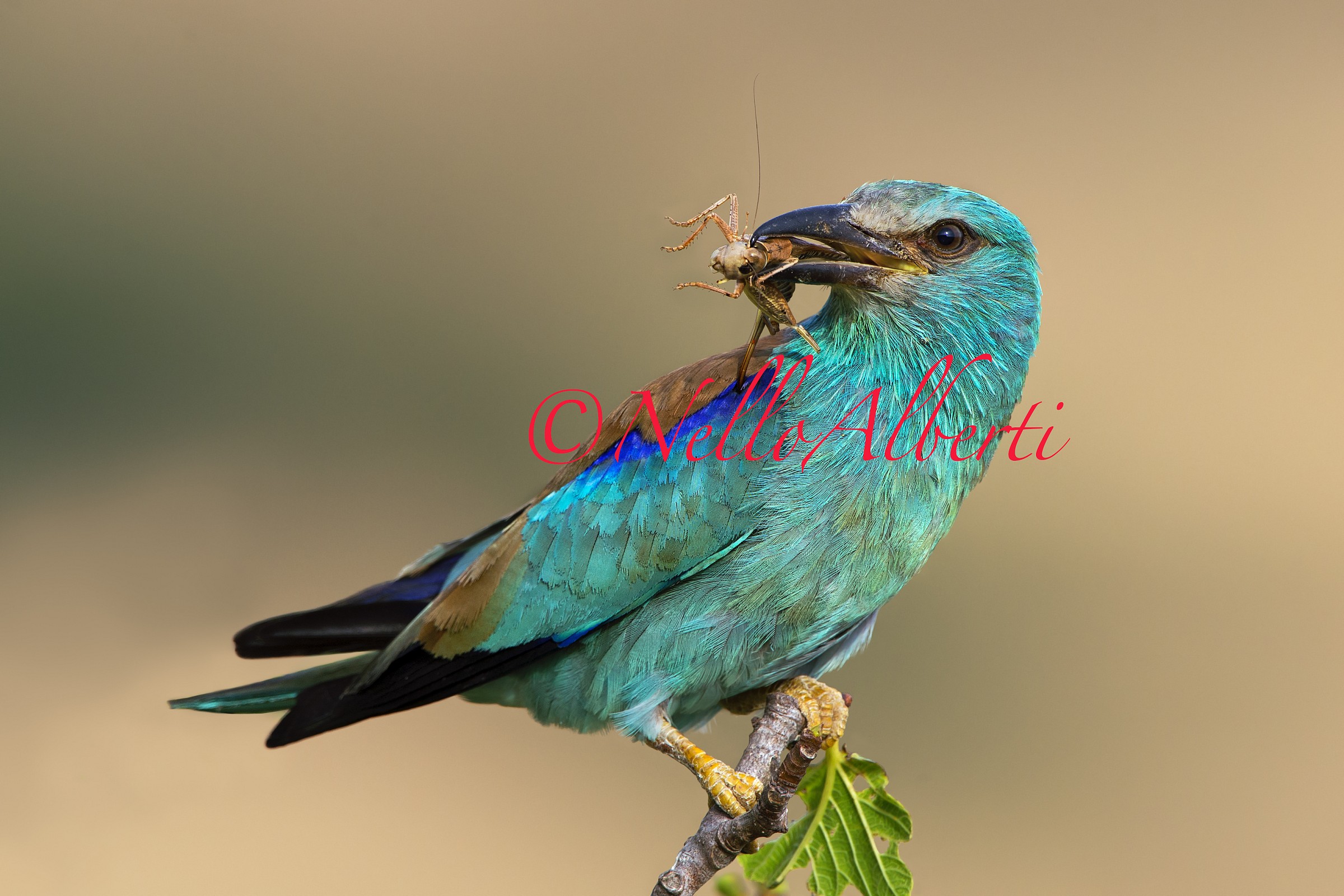 European Roller with prey...