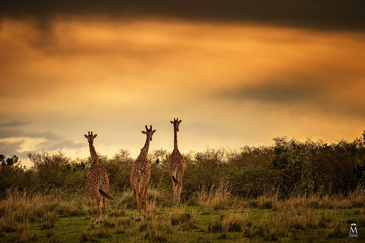 Giraffe at Sunset....