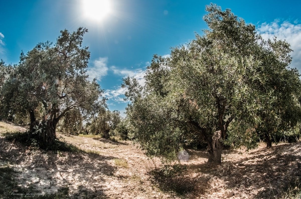 olive grove...