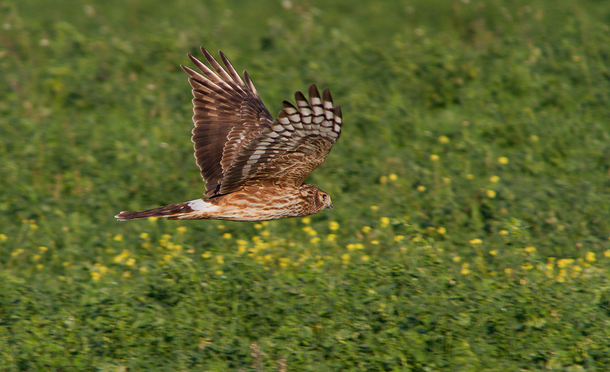 hen harrier...