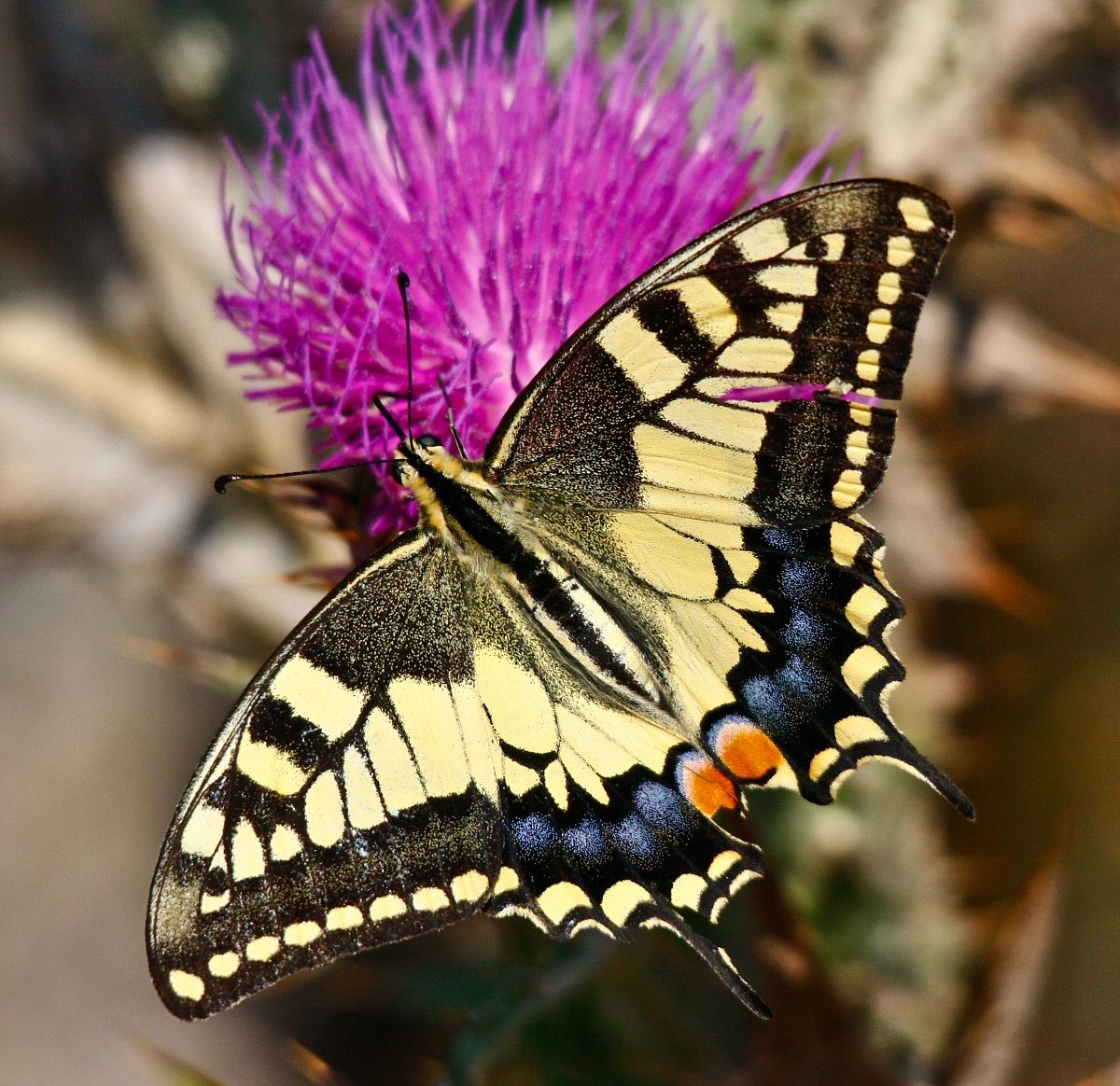 Butterfly...