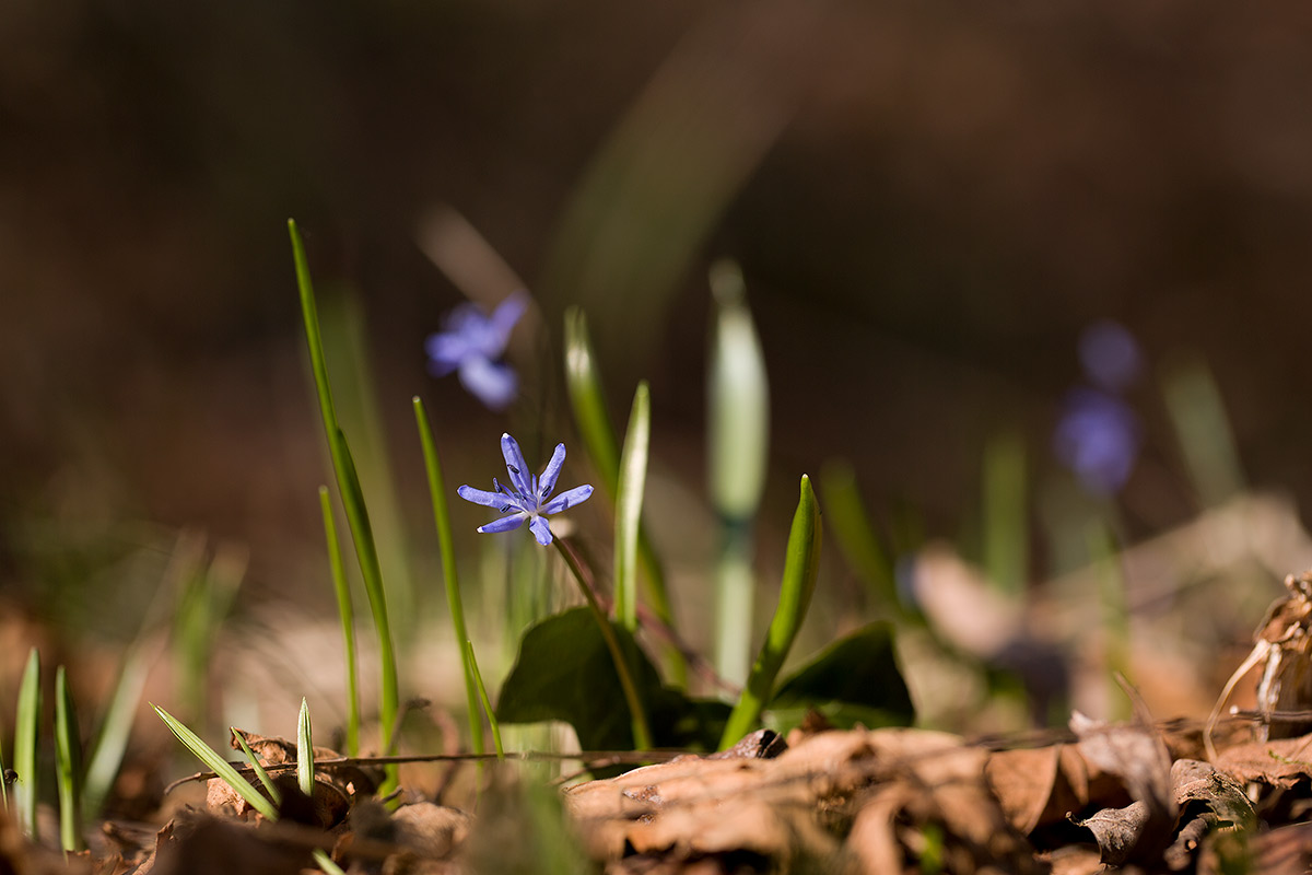 snowdrop...