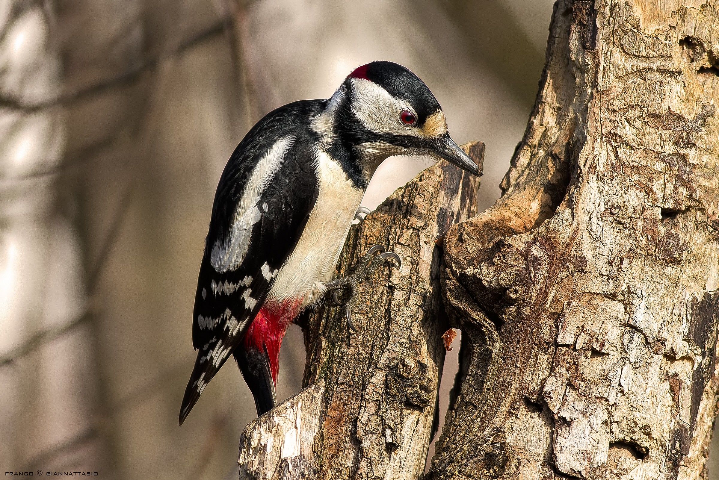 Great Spotted Woodpecker....