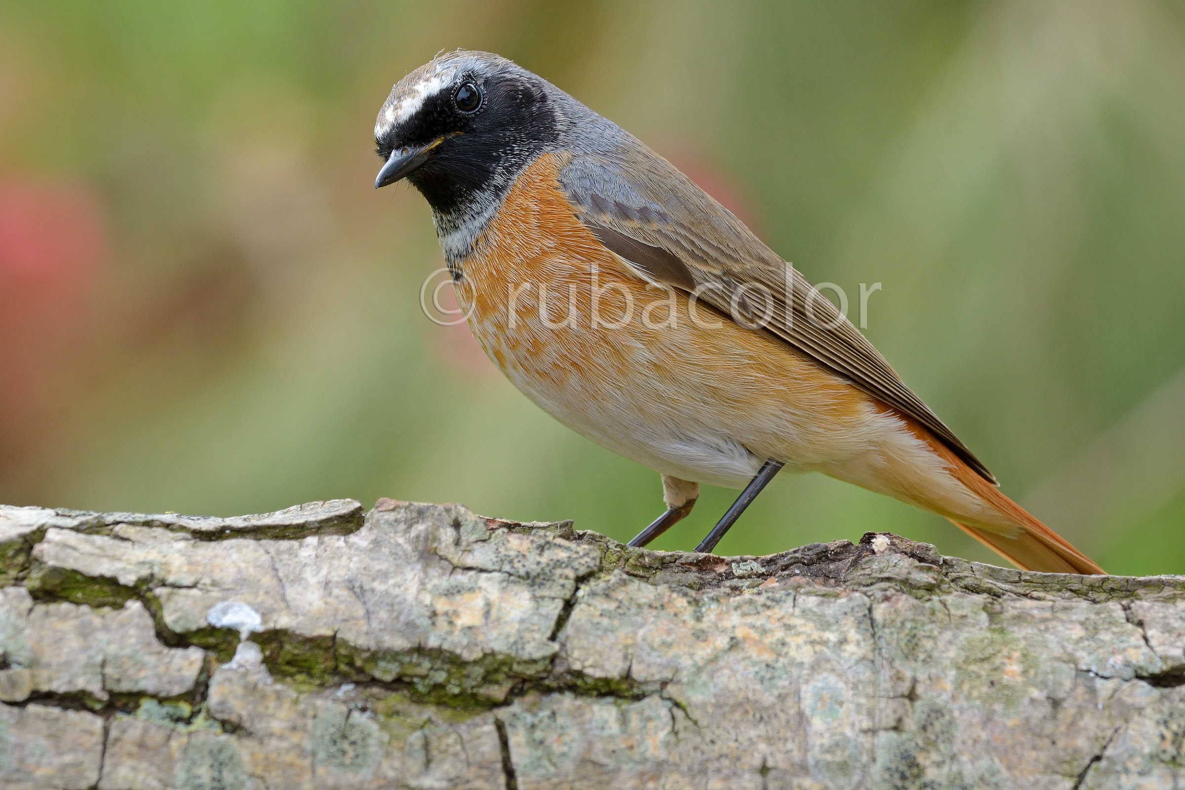 Redstart male: the dark and handsome...