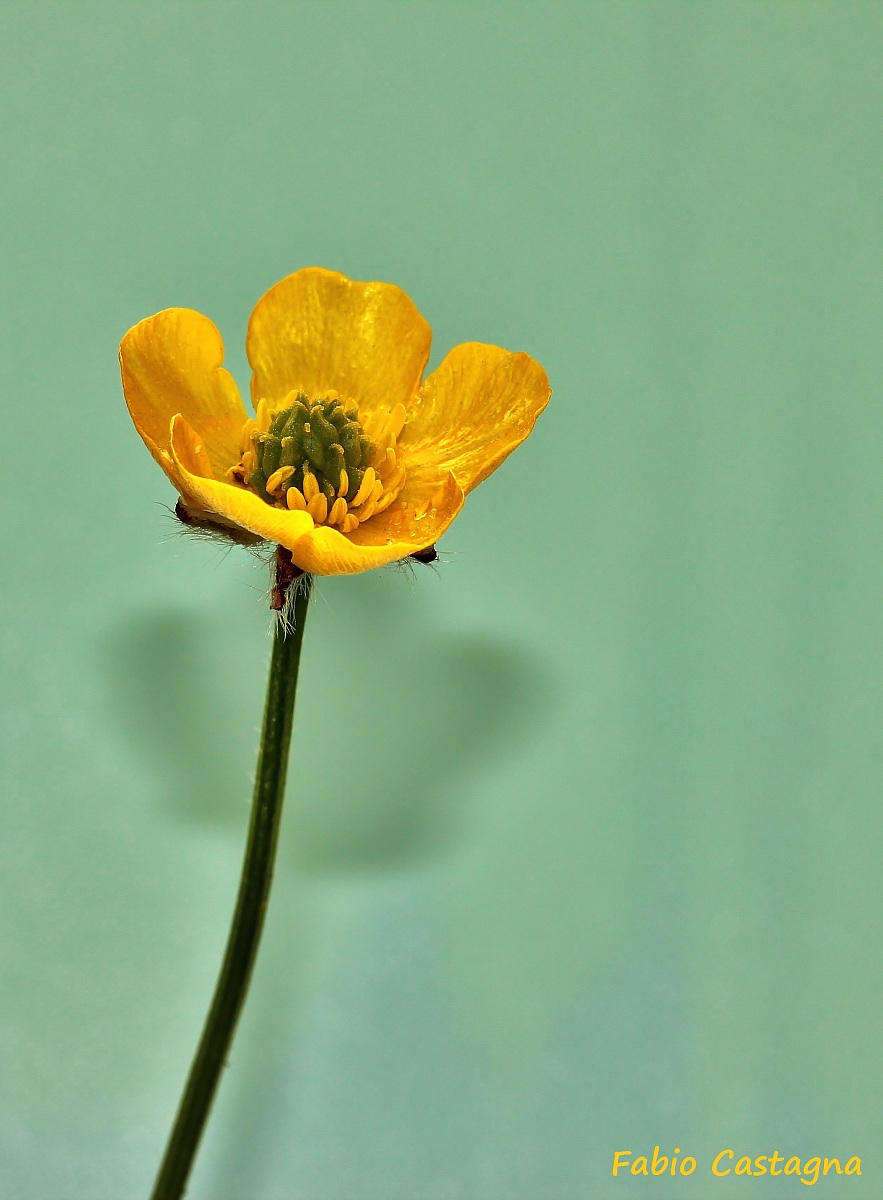 The elegance of a buttercup...