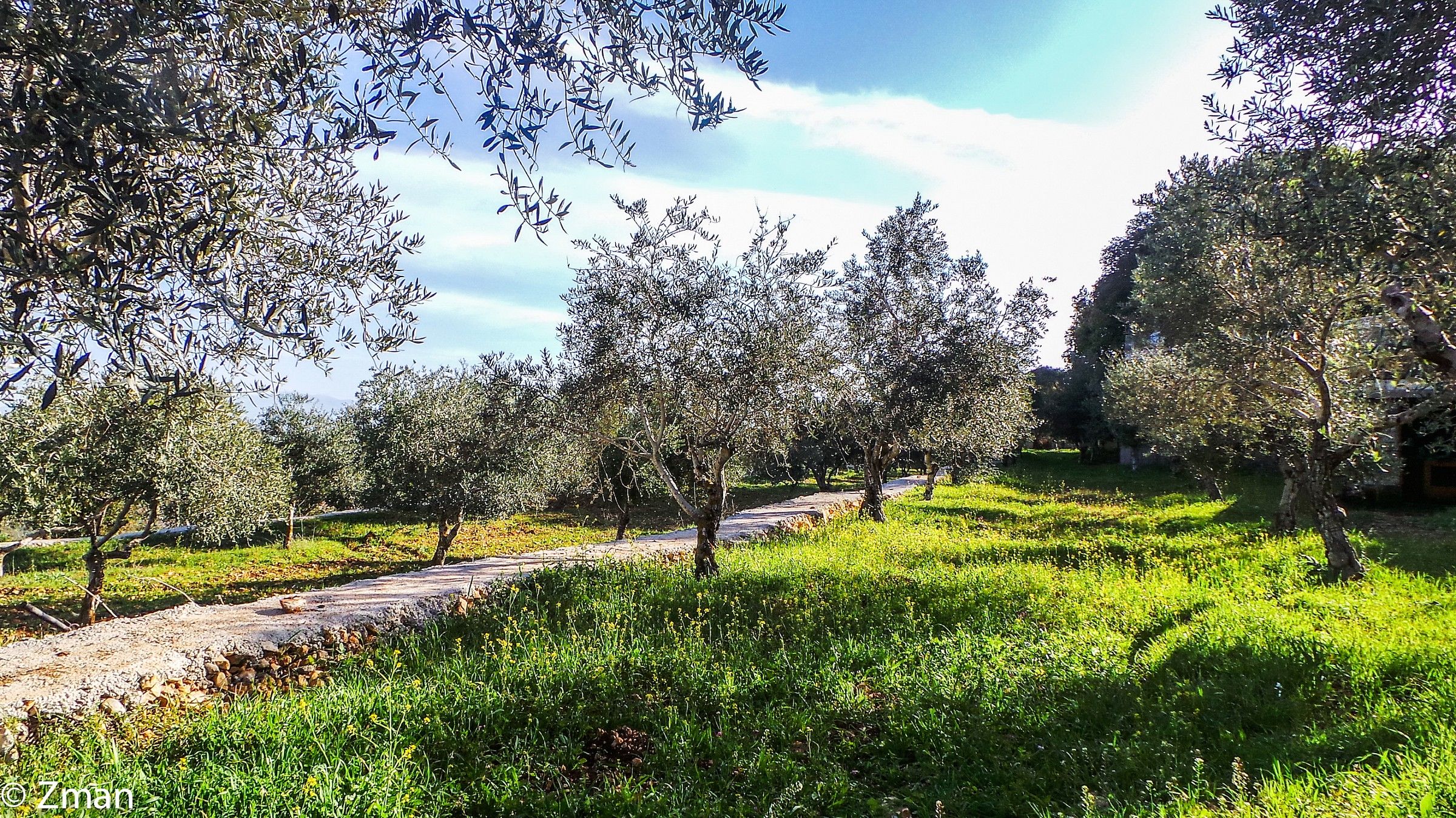 Olive Trees In The Morning...