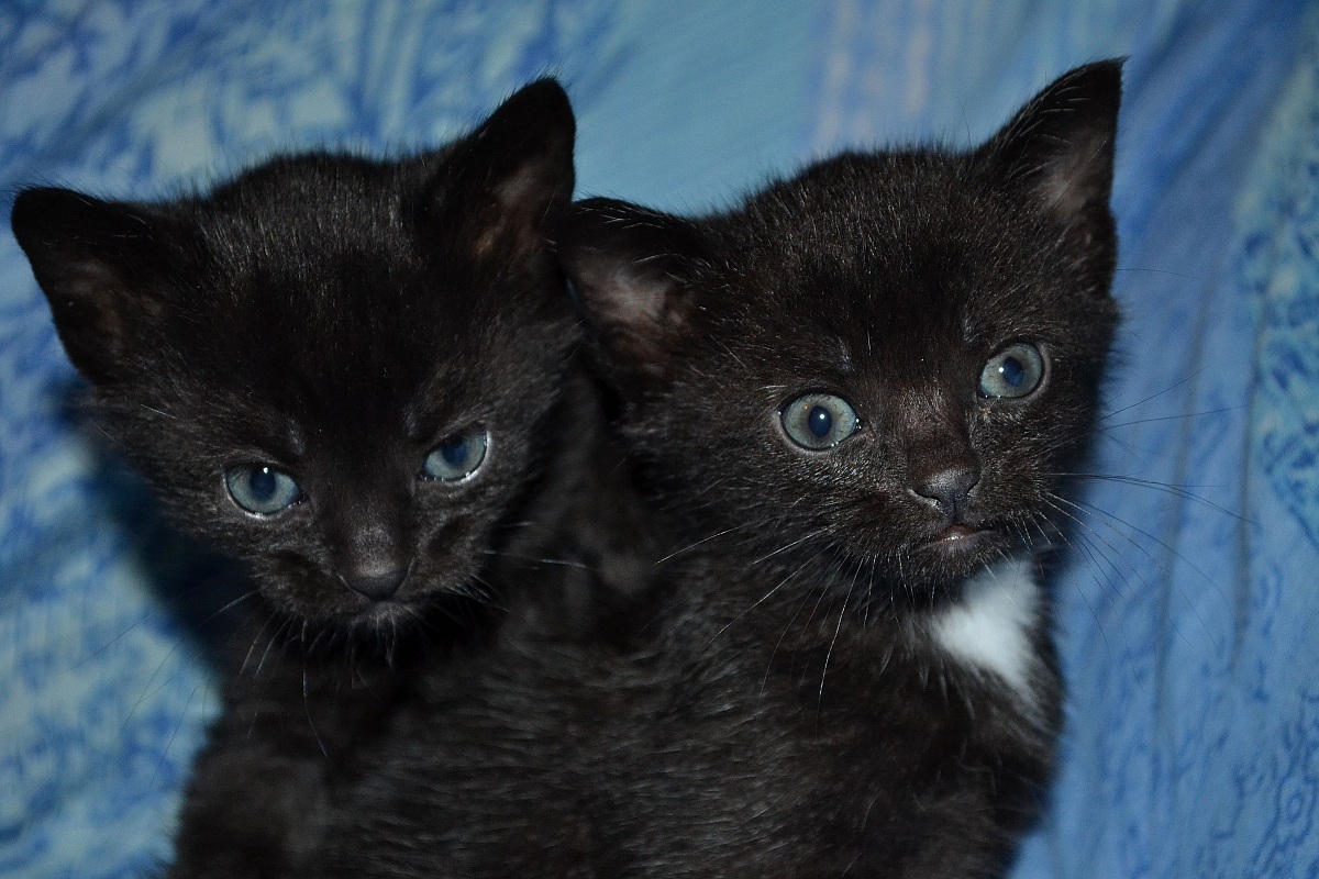 Cats...