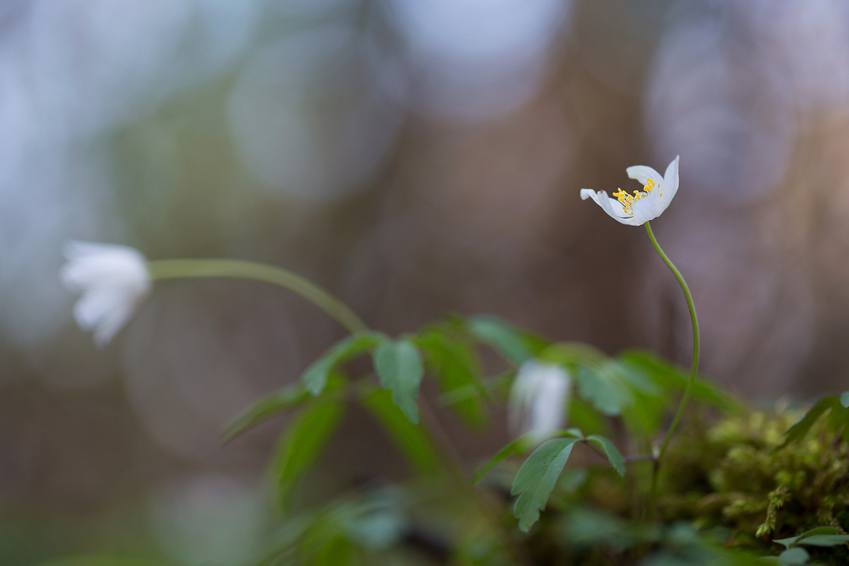 Anemone nemorosa...