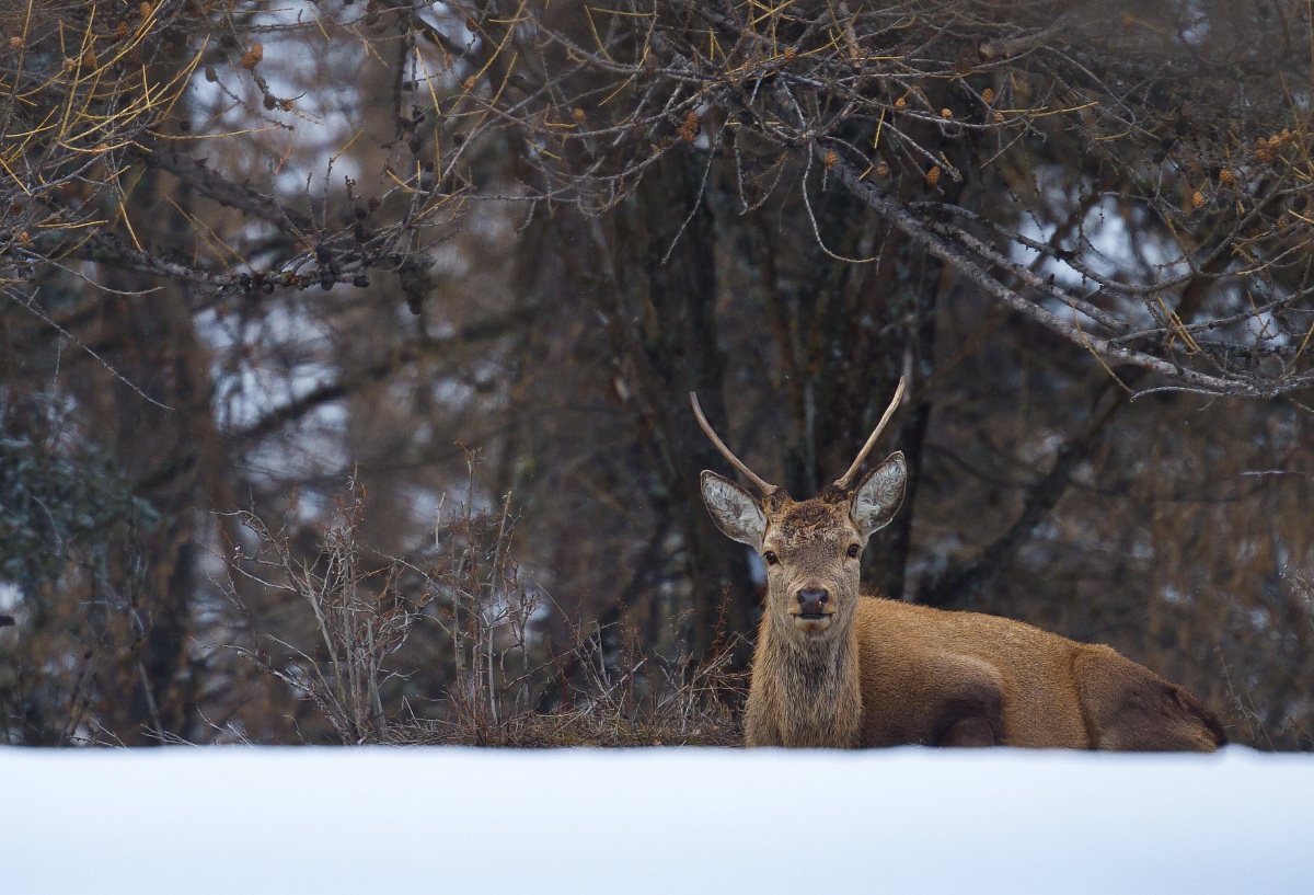 young deer...