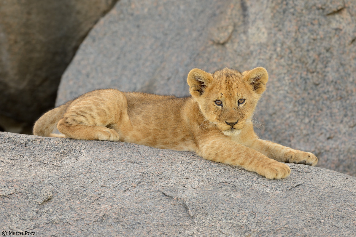 Lion cub on the rock...