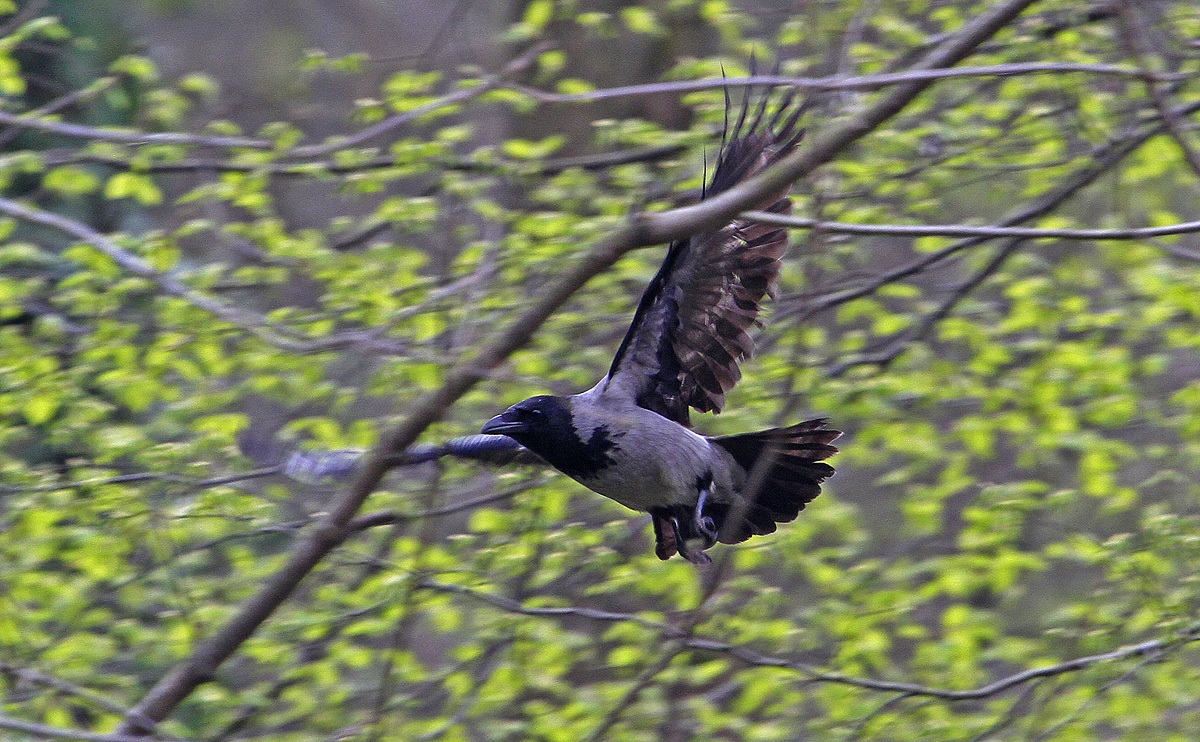 Crow in the bush...
