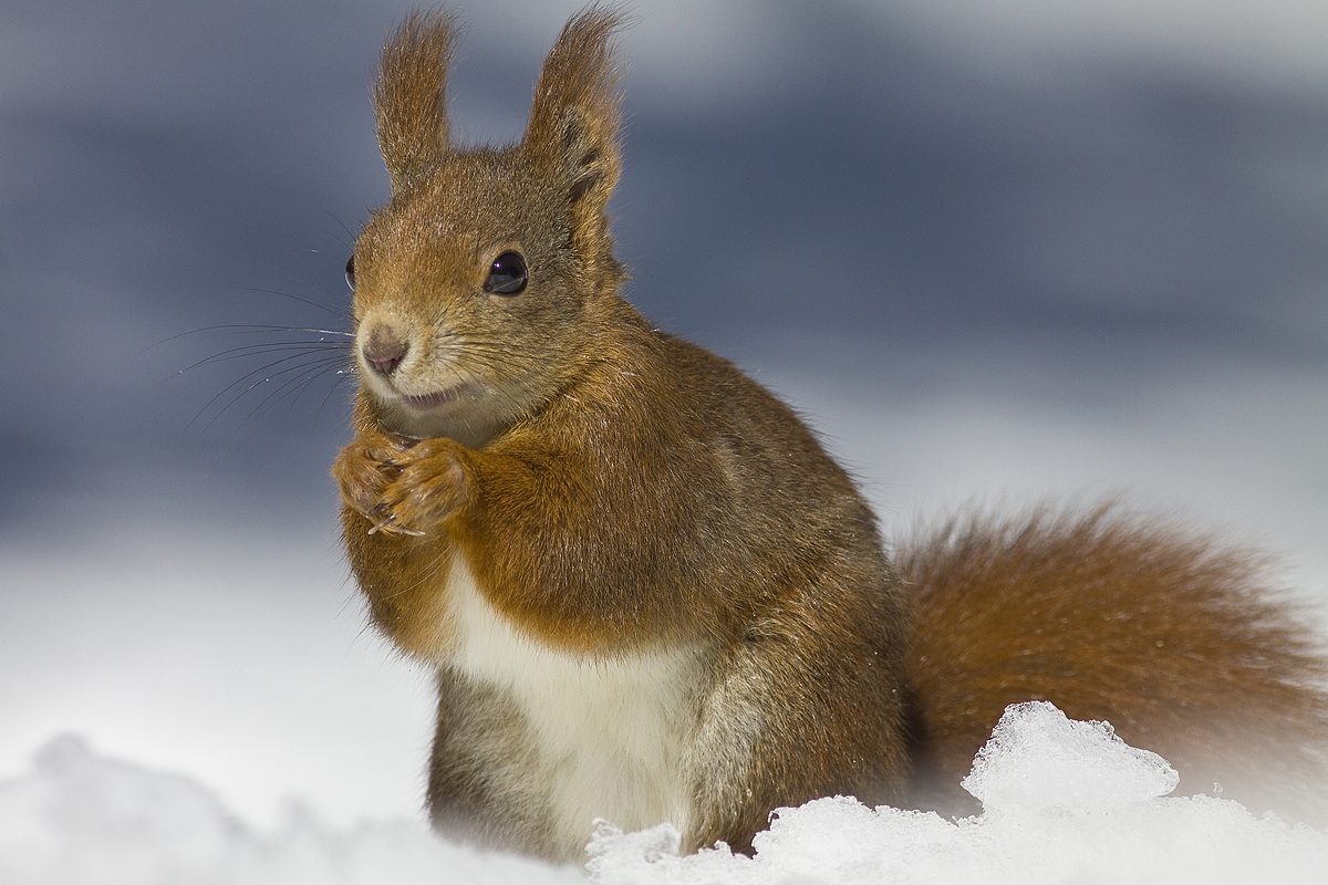 in the snow...