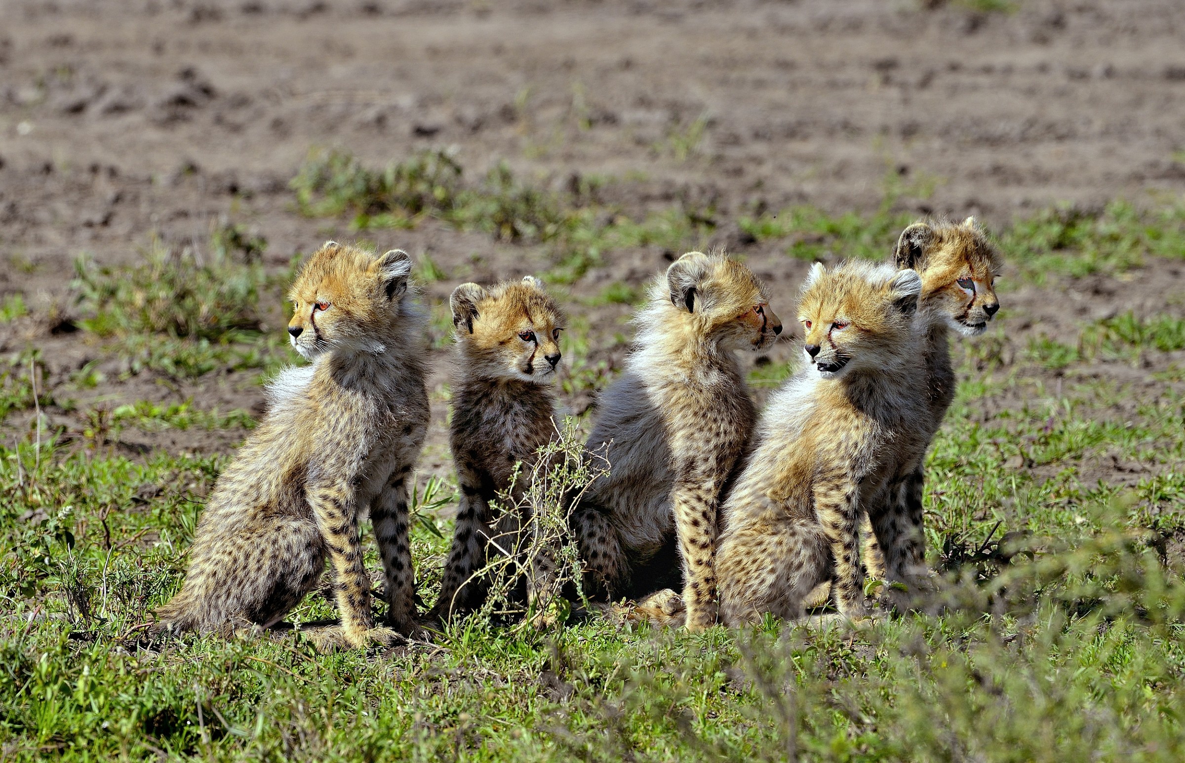 Ngorongoro Conservation Area - Cuccioli di Ghepardo...