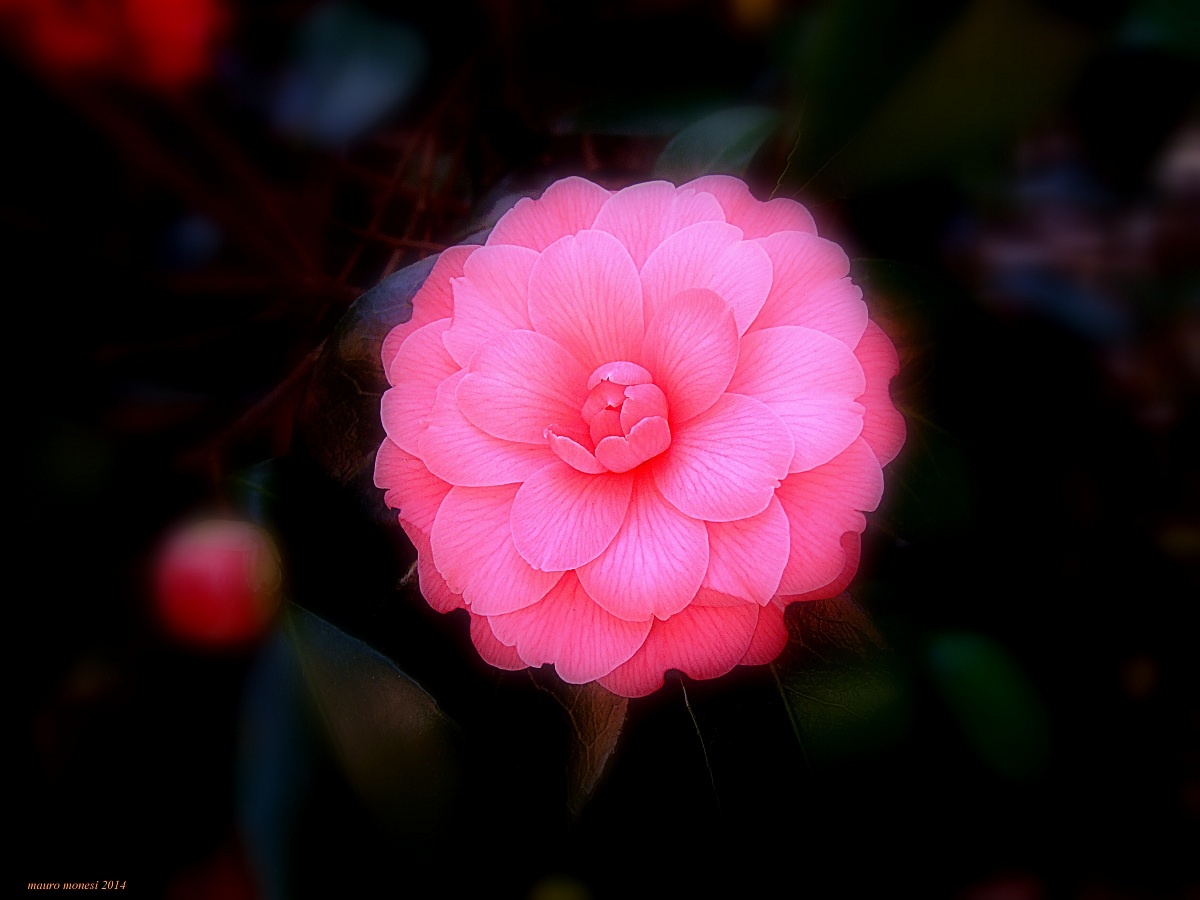 Camellia...