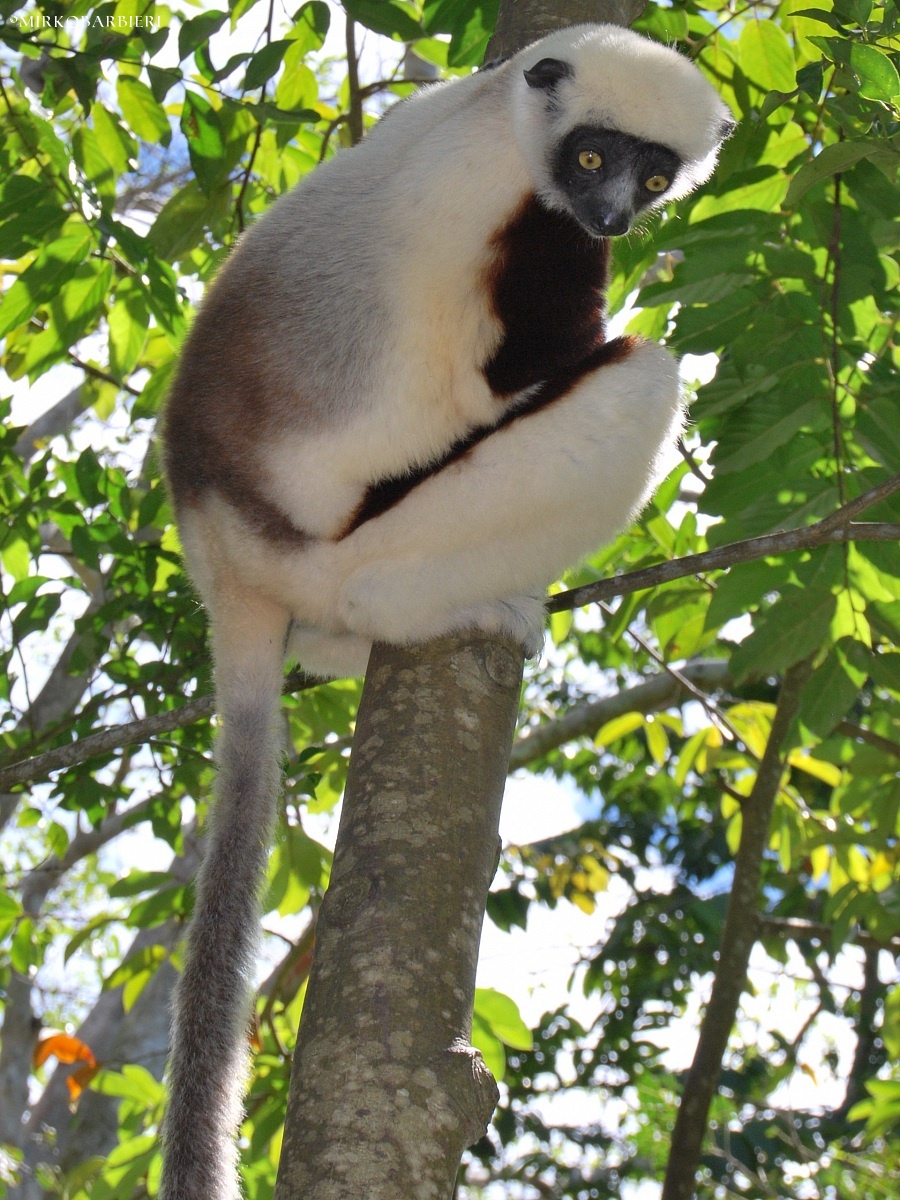 lemure Madagascar foresta lokobe...