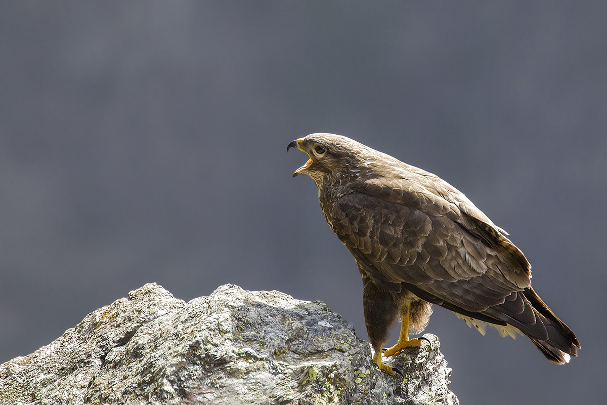 buzzard...