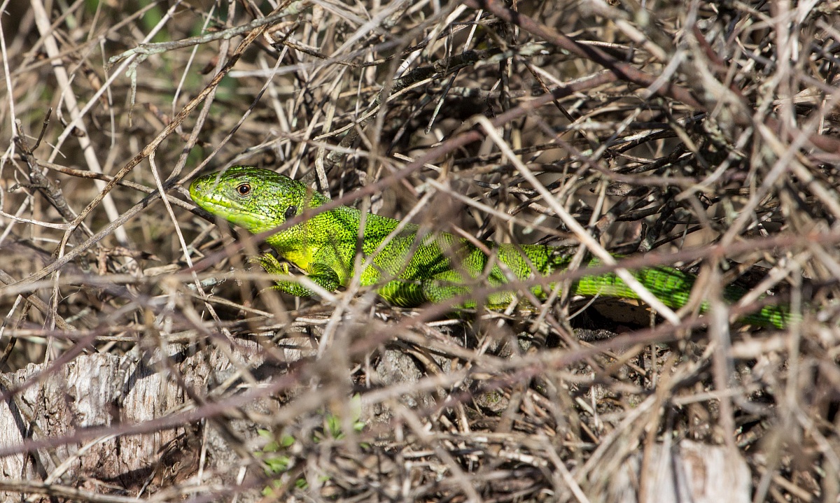 Green lizard in search of sun...