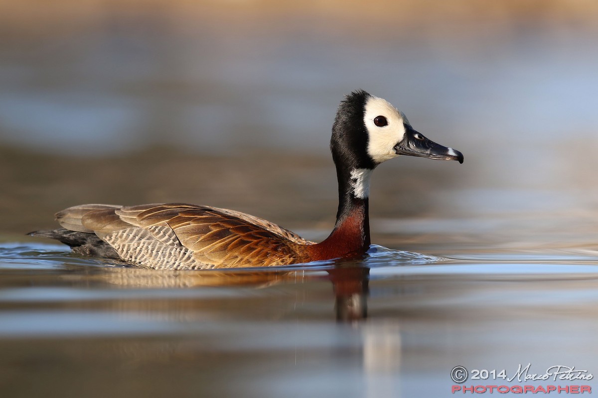 Barnacle Black Bellied Whistling Duck (Dendrocygna viduata)...