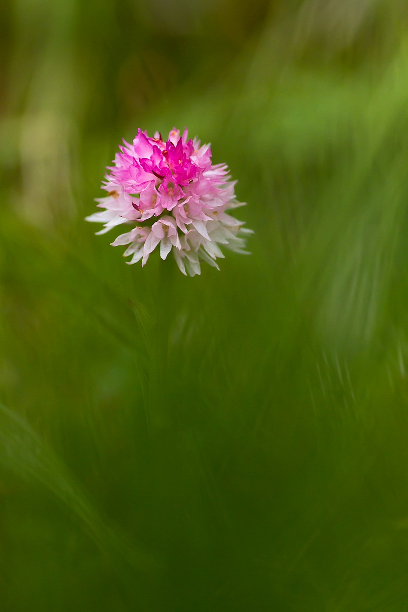 Nigritella rubra subsp. widderi...