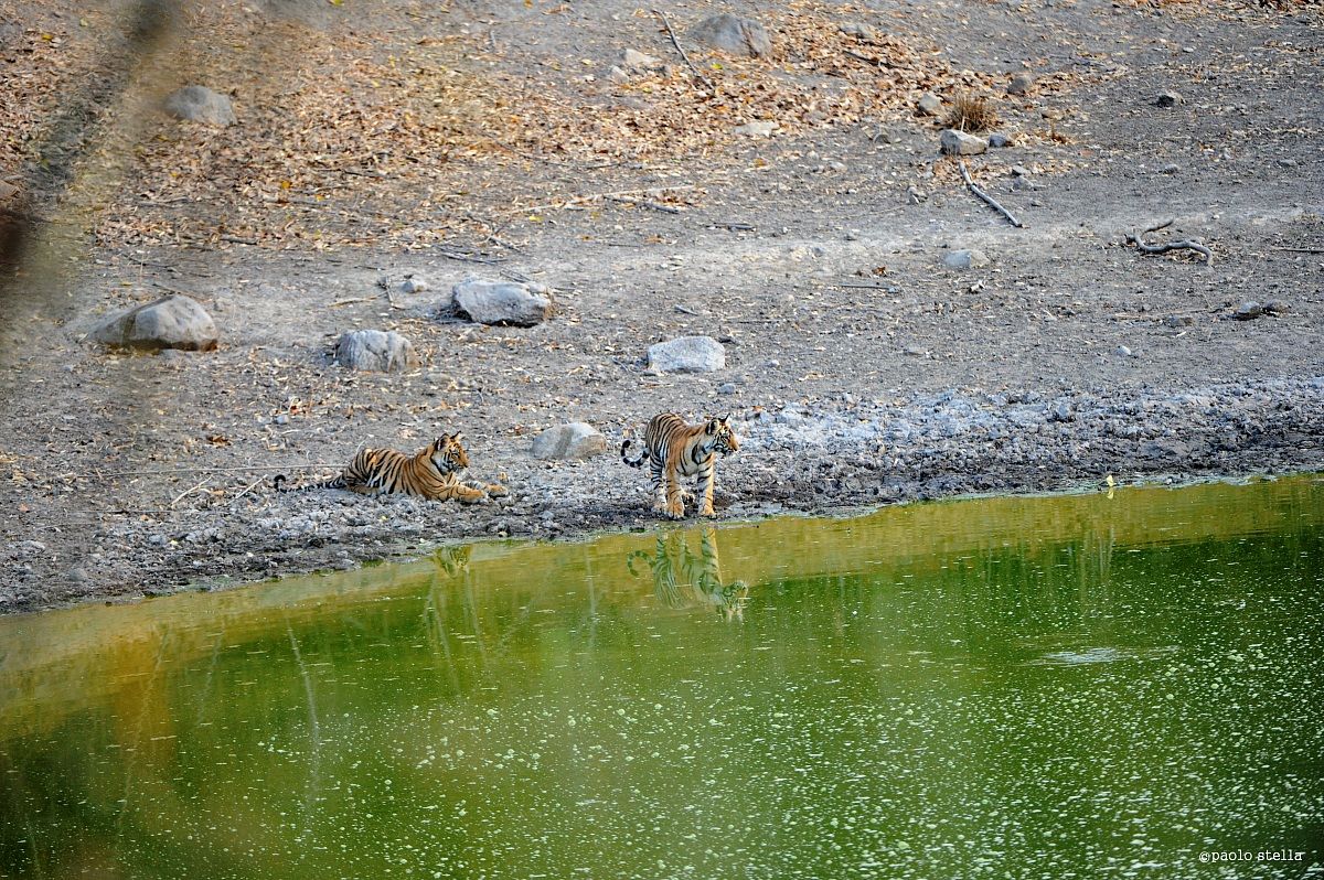 2 cubs at the water pool...