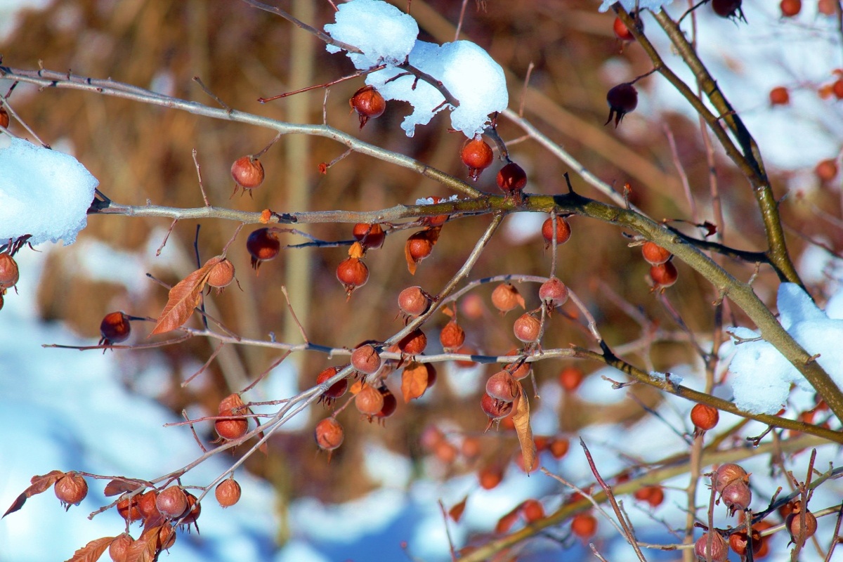 berries with snow...