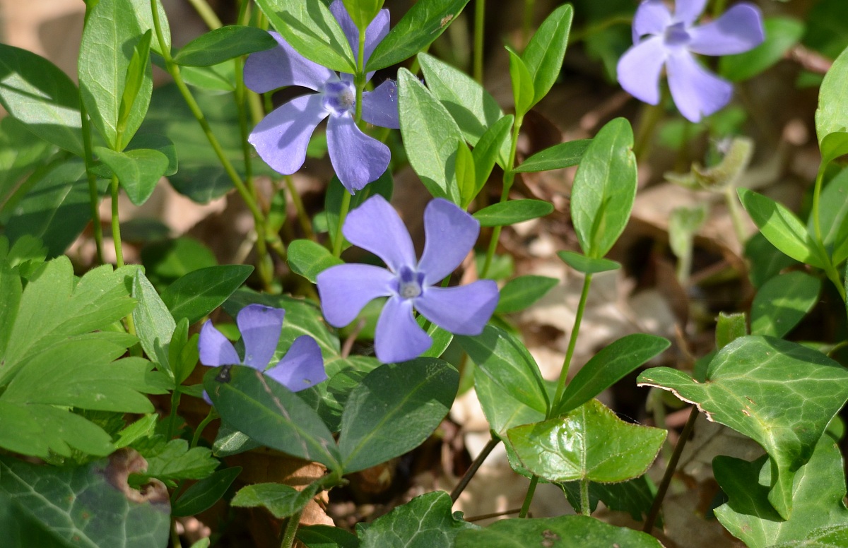 Periwinkle...