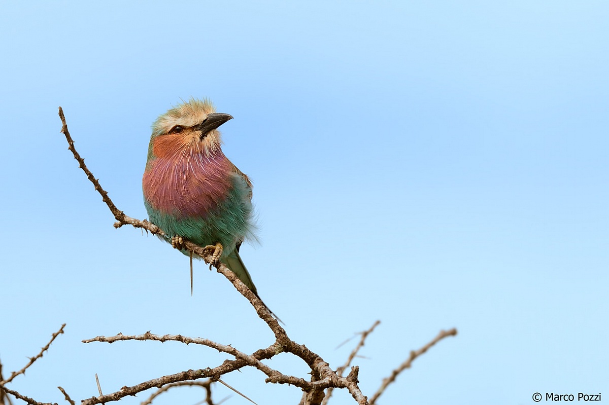 Jay Lilac-breasted Roller...