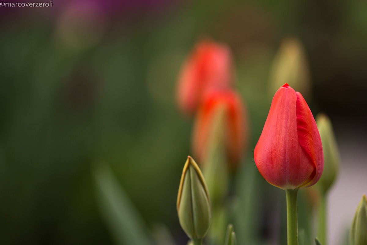 Tulipano timido...
