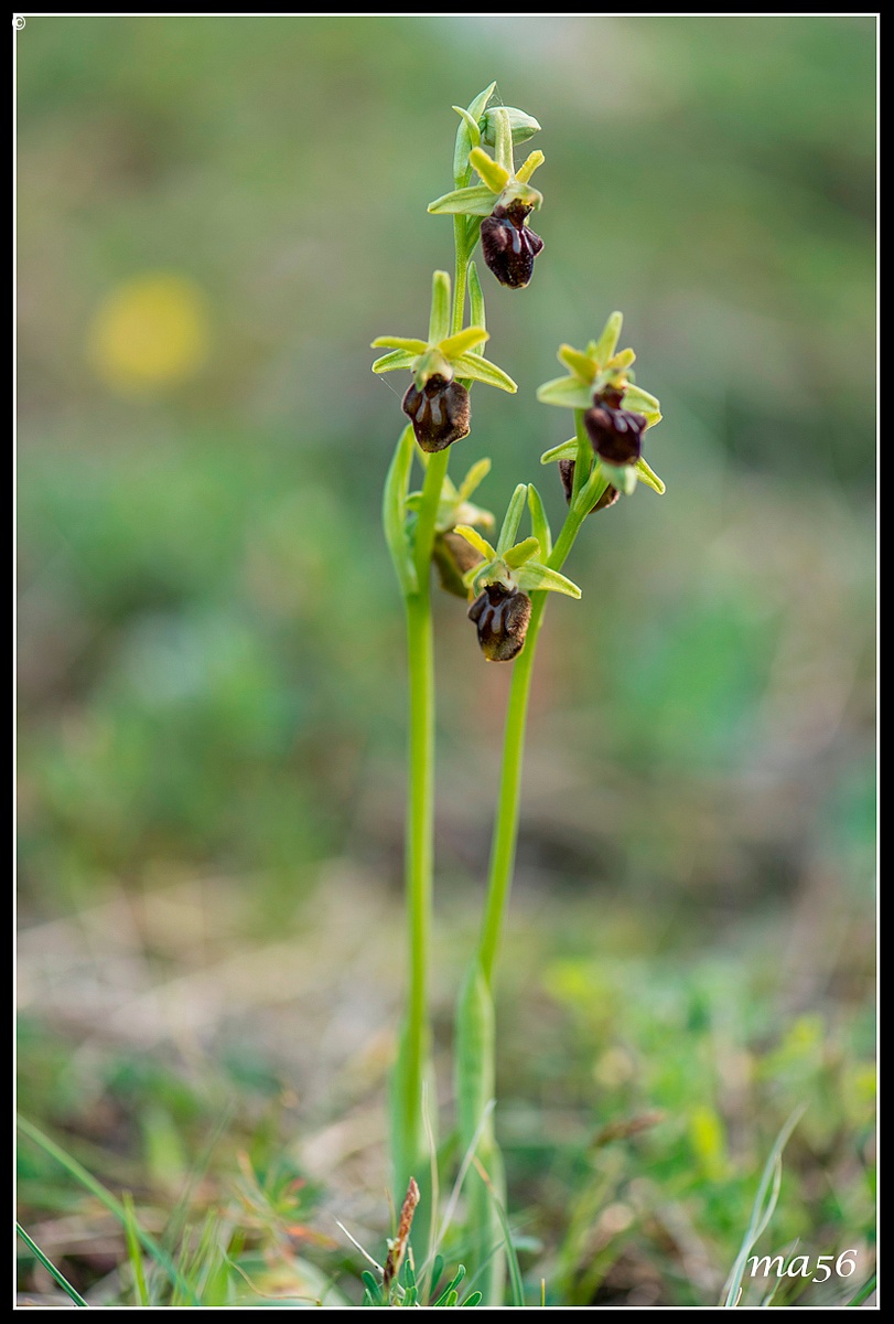 Ophrys - Monte Baldo VR...