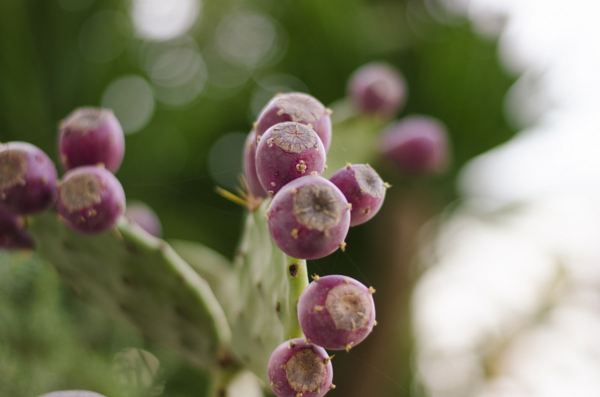 Prickly pears...