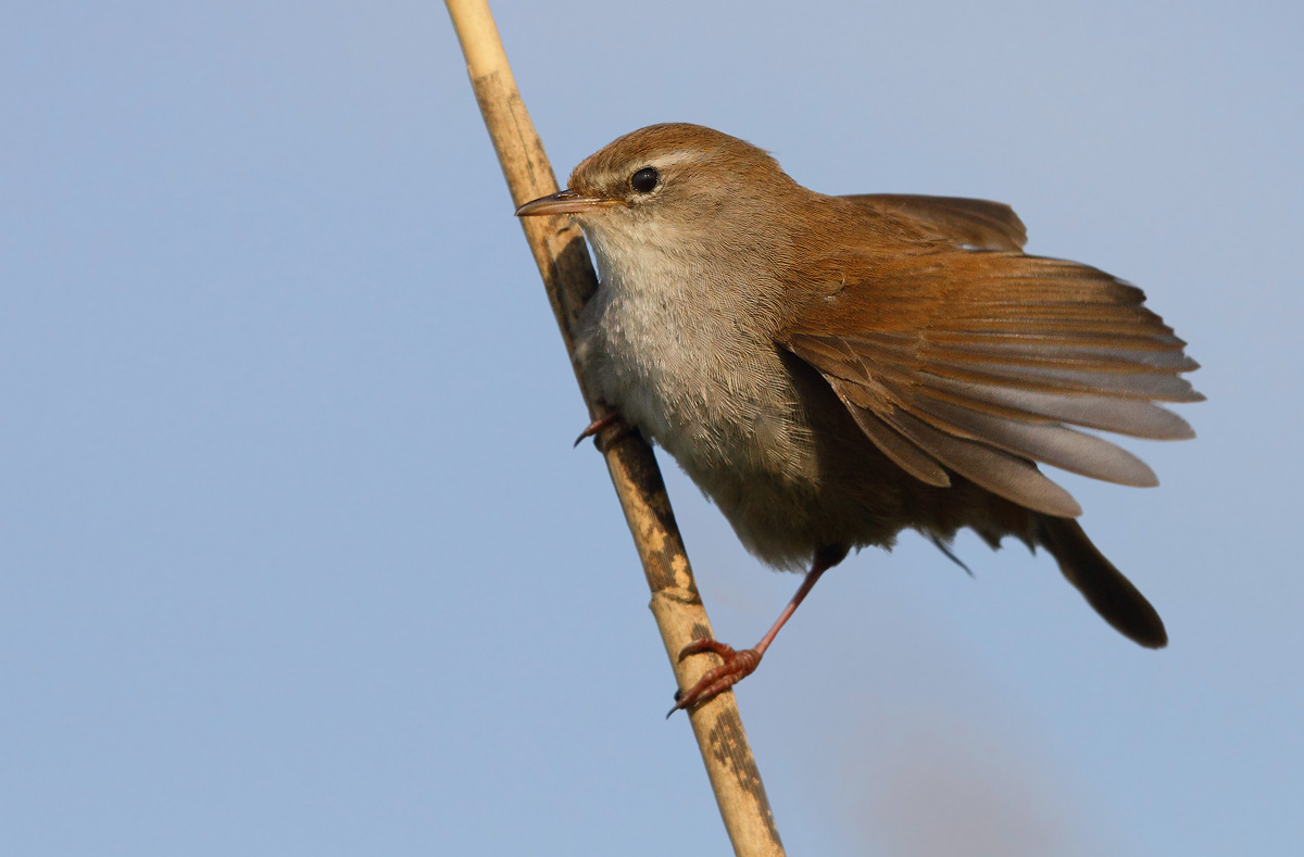 Cetti's Warbler...