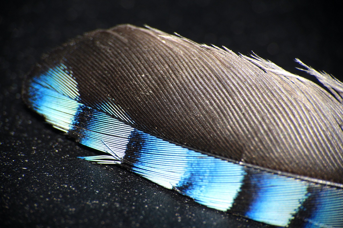 Feather...