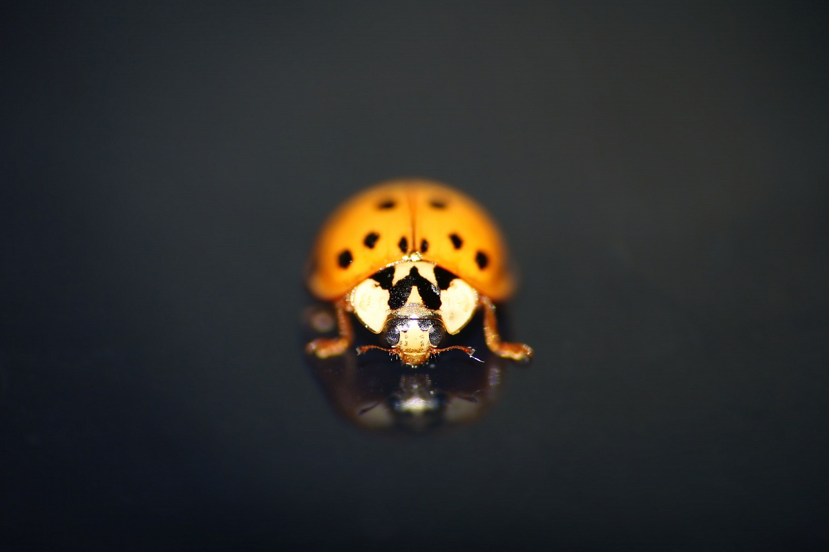 Orange ladybird...