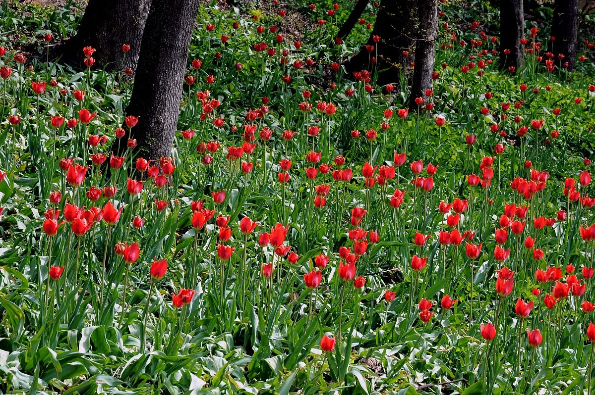 Fioritura dei tulipani...
