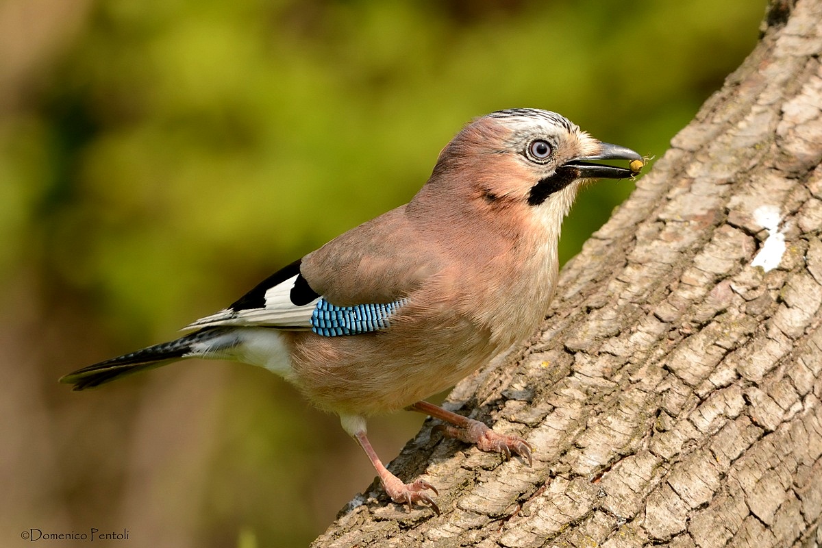 Jay...