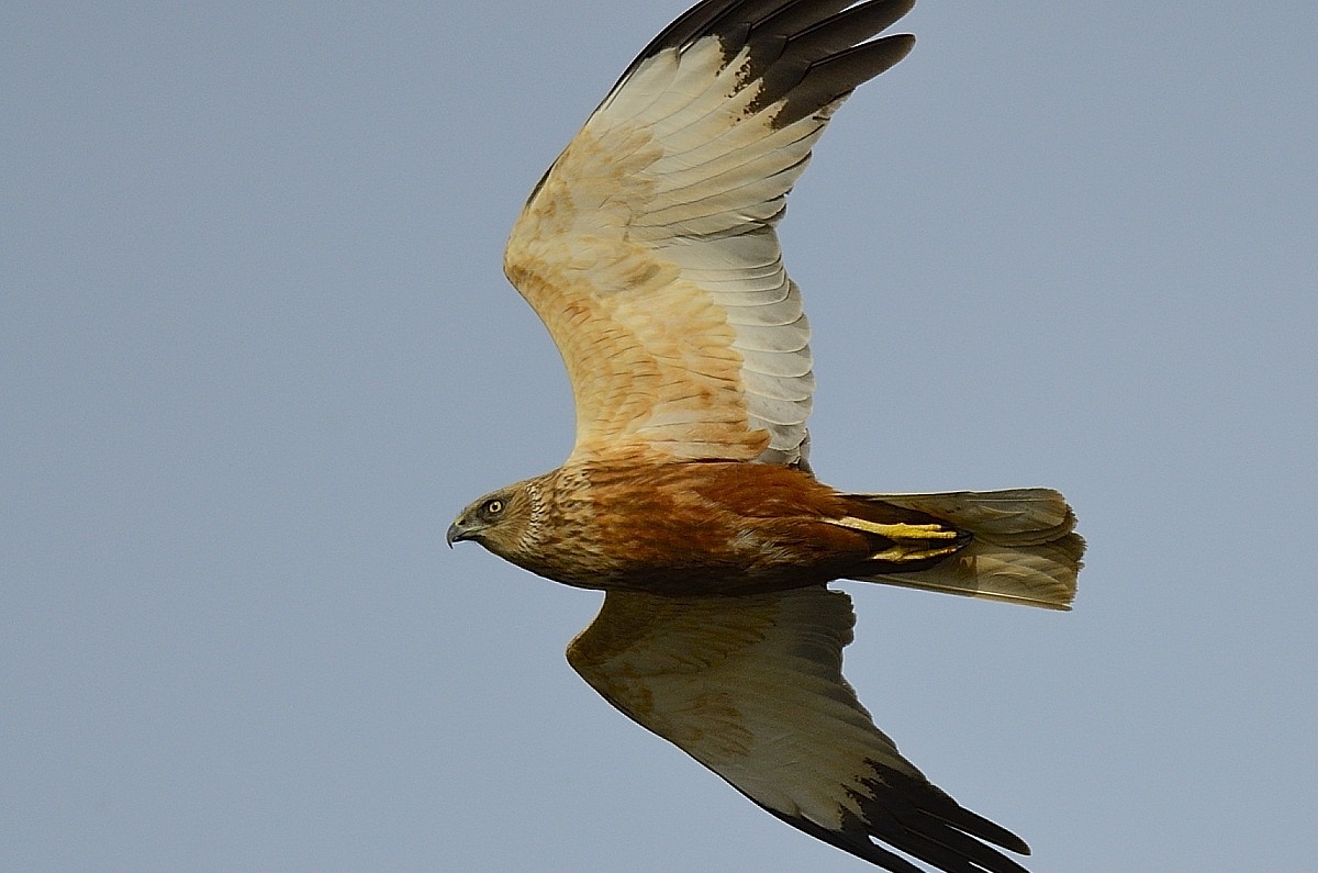 marsh harrier...