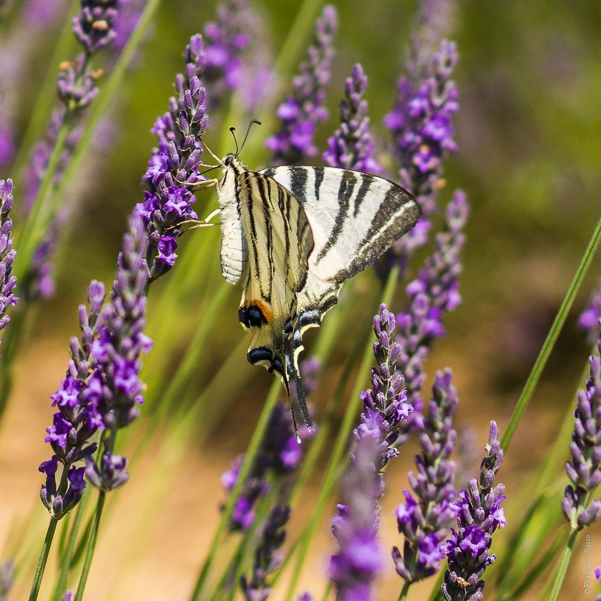 Butterfly and lavender...